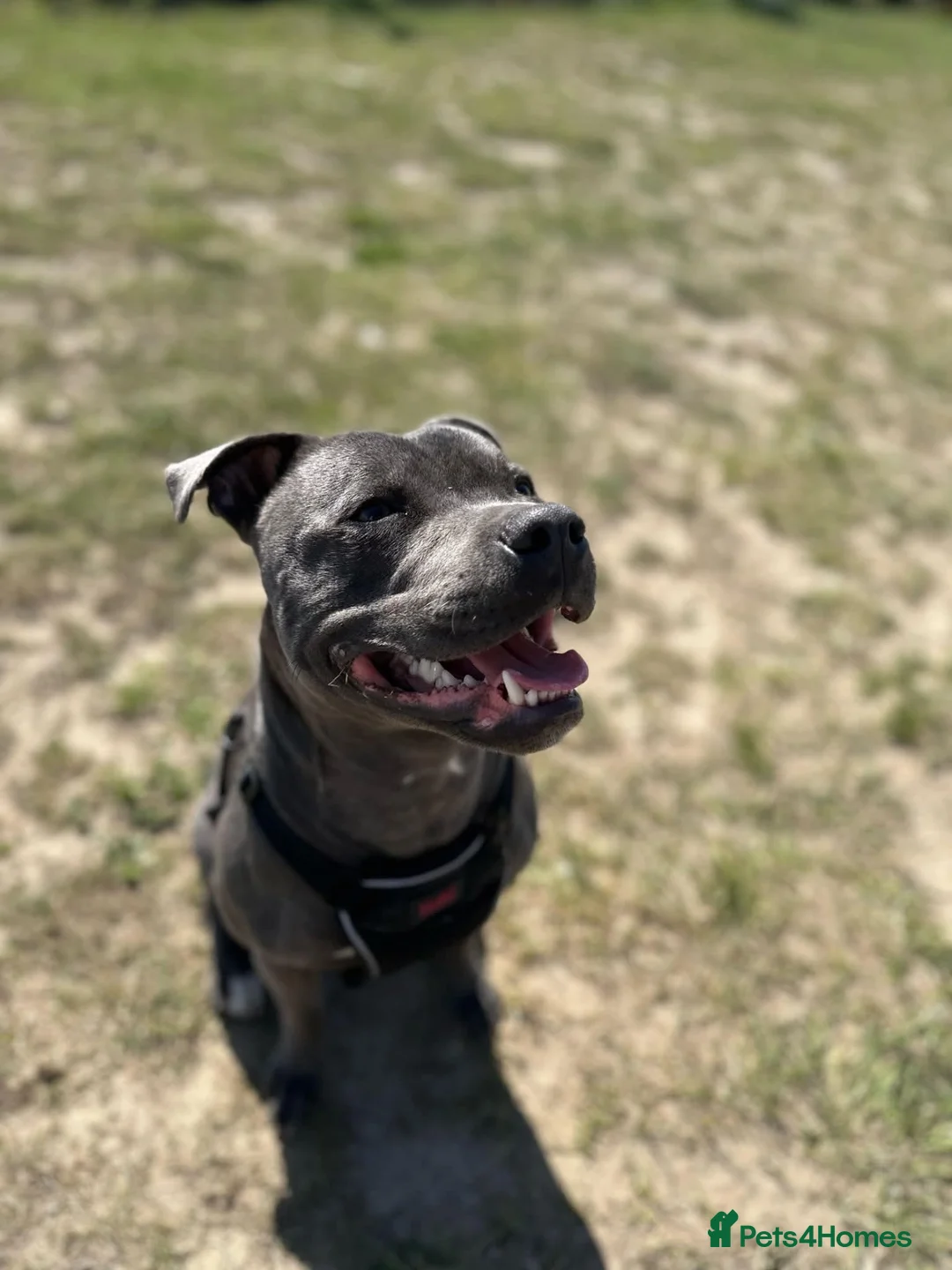 Staffordshire Bull Terrier dogs for stud: Stunning Blue Staffordshire Bull Terrier at Stud in Camberley - Advert 9