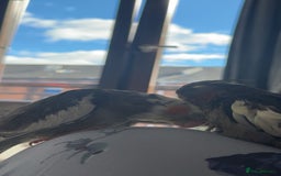 Cockatiels birds for sale: Male&female cockatiel for sale - Image 6