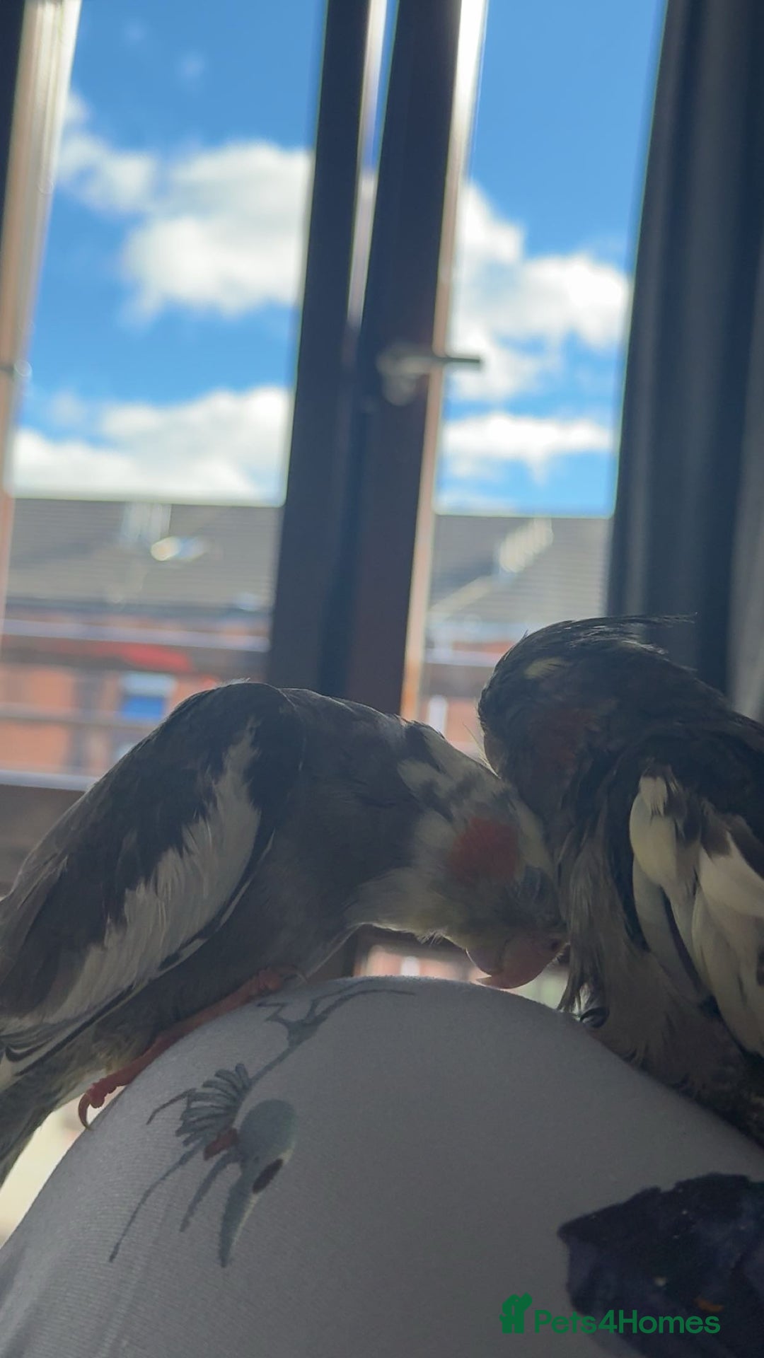 Cockatiels birds for sale: Male&female cockatiel for sale - Image 6