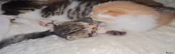 Mixed Breed cats for sale: 2 Playful Mixed kittens in Harrow - Advert 6