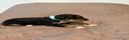 Saluki dogs for sale: Beautiful Saluki pups from champion lines - Advert 10
