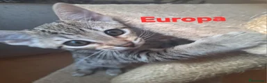 Savannah Silver Kitten 6 EUROPA 