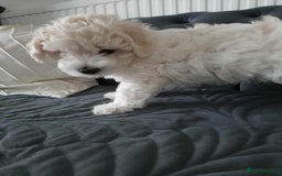 Maltese dogs for sale: 🐩 🏡 Beautiful maltese looking for new home 🏡🐩 - Image 13