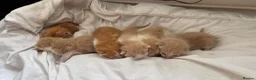 Mixed Breed cats for sale: 6 Adorable Male Kittens – 2 Ginger & 4 Beige in Doncaster - Advert 5
