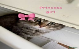 Siberian cats for sale: Siberian girl kittens ready for new home now - Image 22