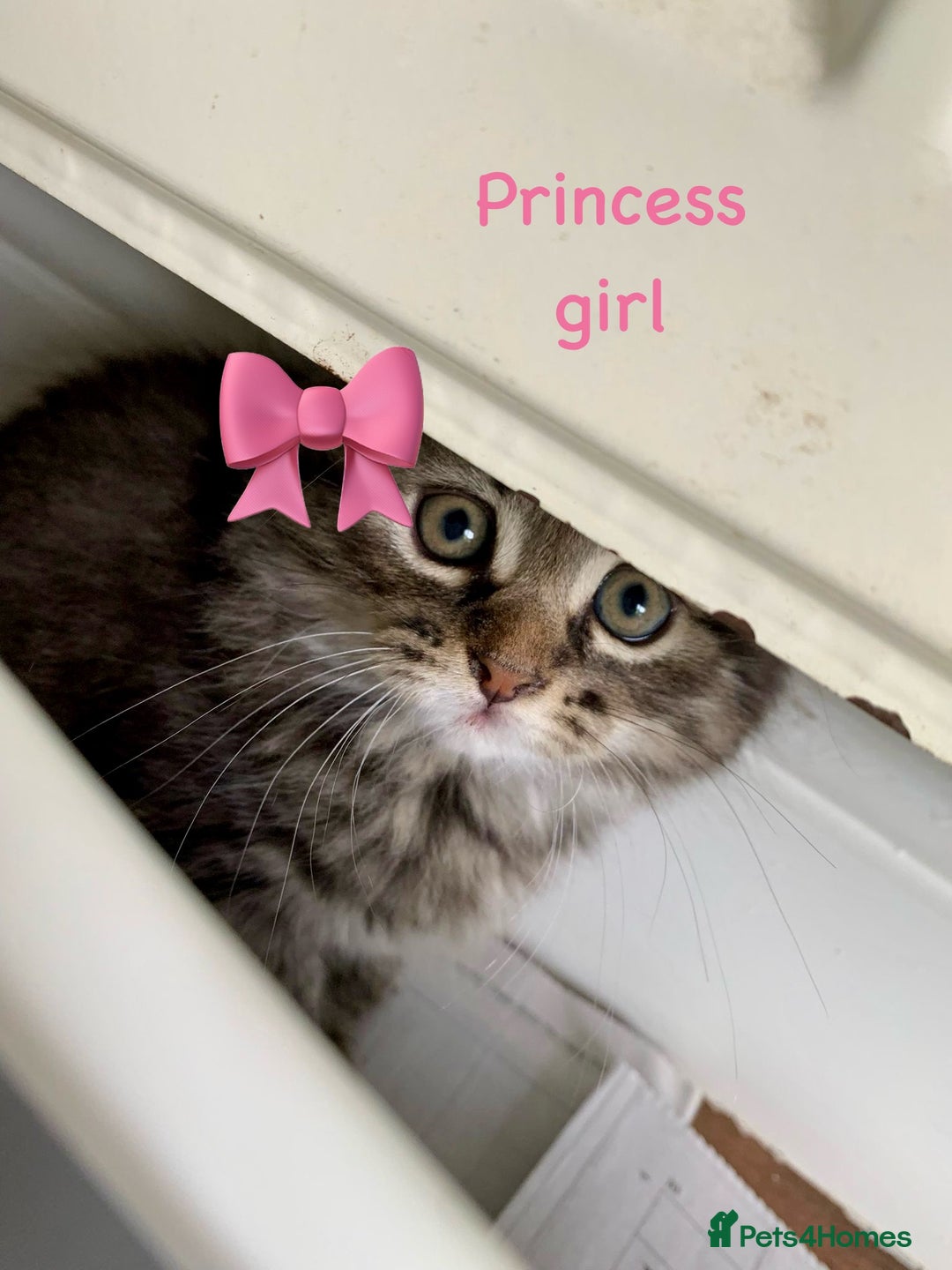Siberian cats for sale: Siberian girl kittens ready for new home now - Image 22