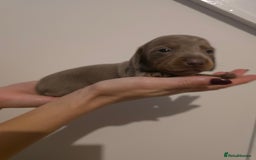 Miniature Dachshund dogs for sale: CHAMPION KC REG MINIATURE DACHSHUND PUPS.  - Image 13
