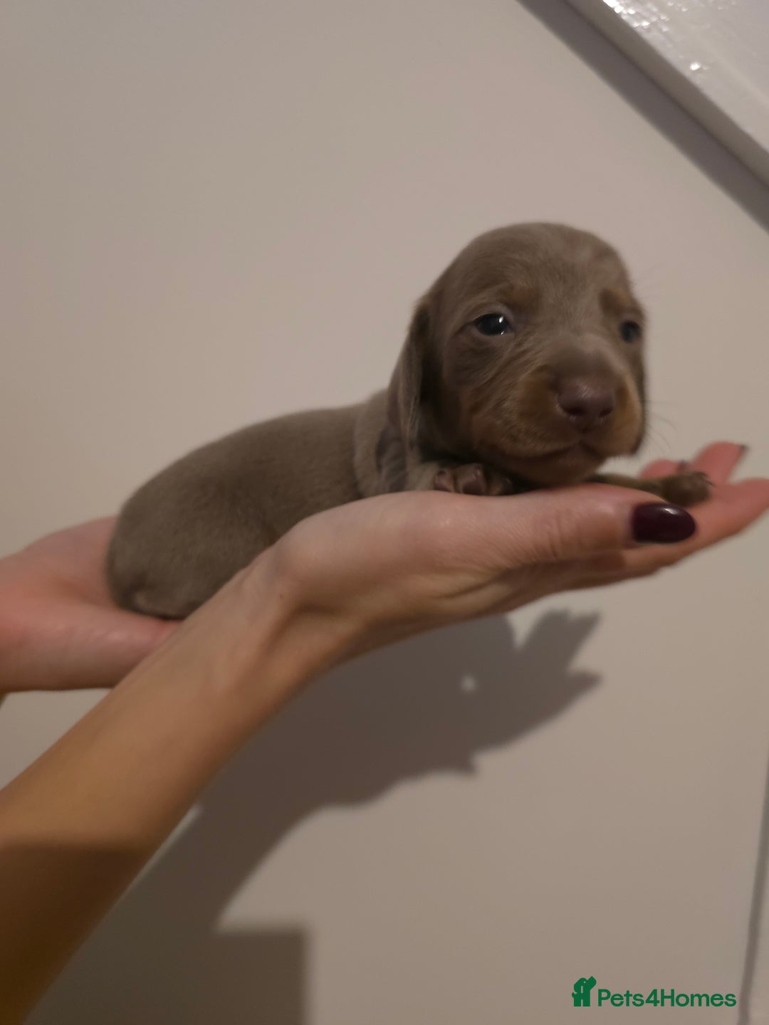 Miniature Dachshund dogs for sale: CHAMPION KC REG MINIATURE DACHSHUND PUPS.  - Image 13