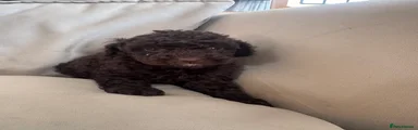 Cockapoo 3