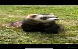 Ferret rodents for sale: Hand tame ferrets  - Image 1