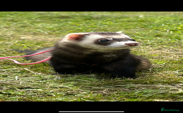 Ferret rodents - Advert 1