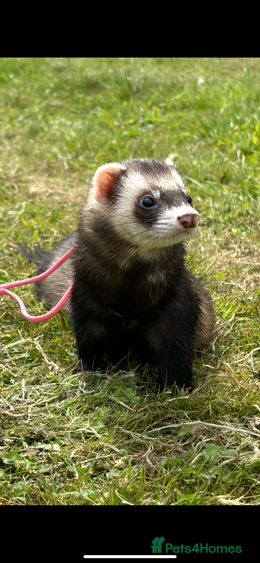 Ferret rodents for sale: Hand tame ferrets  - Image 1
