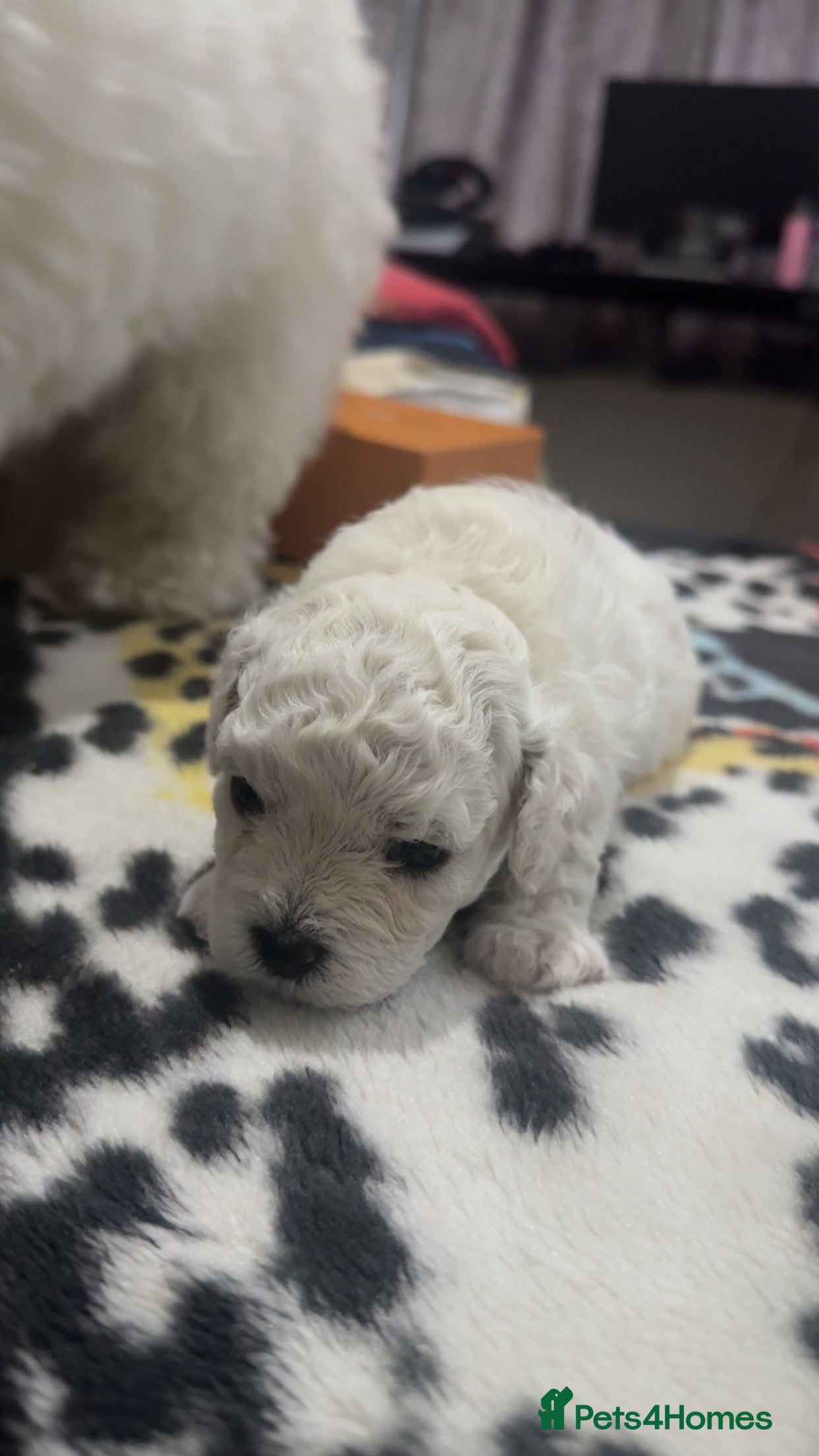 Bichon Frise dogs 4 BICHON FRISE FOR SALE,dad is kc reg - Advert 1