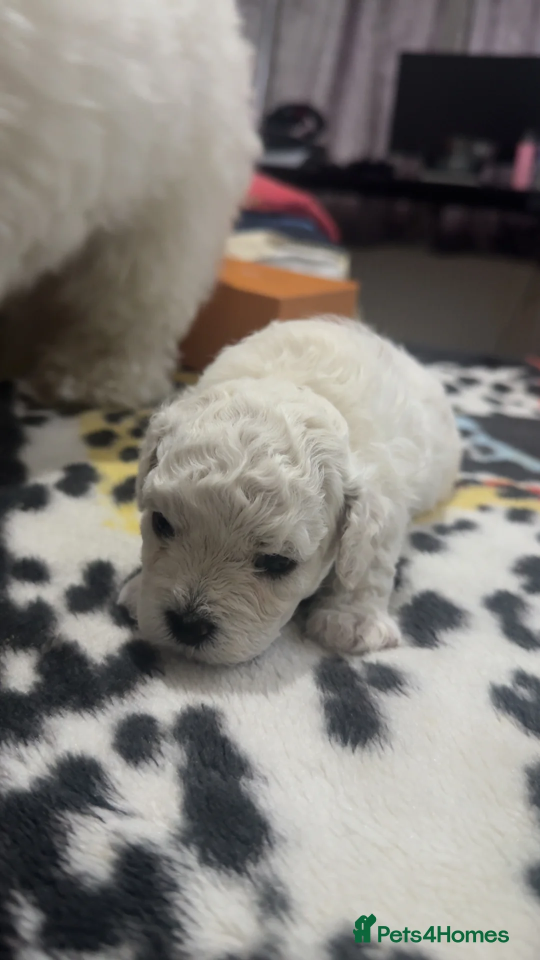 Bichon Frise dogs for sale: 4 BICHON FRISE FOR SALE,dad is kc reg in Harrow - Advert 1