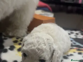 Bichon Frise dogs 4 BICHON FRISE FOR SALE,dad is kc reg - Advert 2