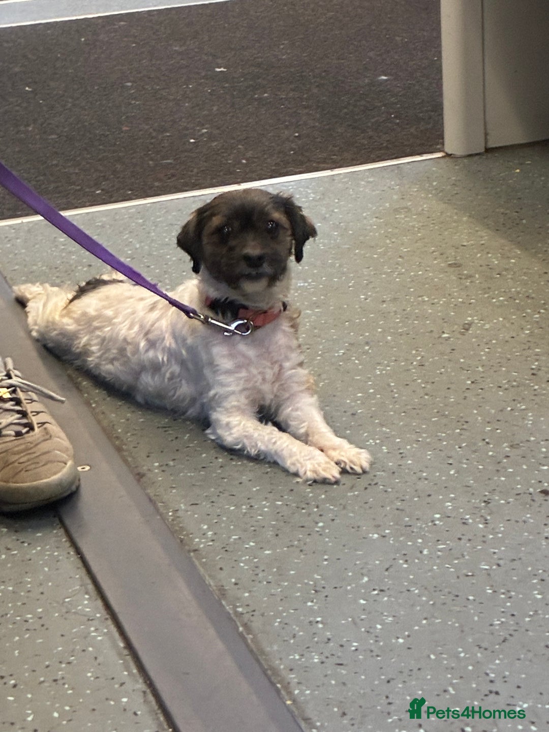 Mixed Breed dogs for sale: Chitsue cross chug - Advert 1