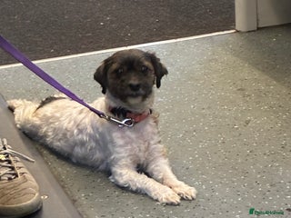 Mixed Breed dogs Chitsue cross chug - Advert 1