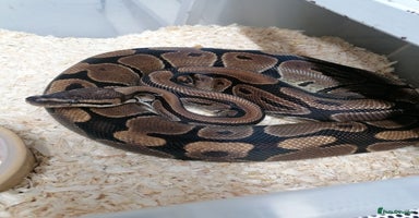 Python Snake reptiles - Advert 8