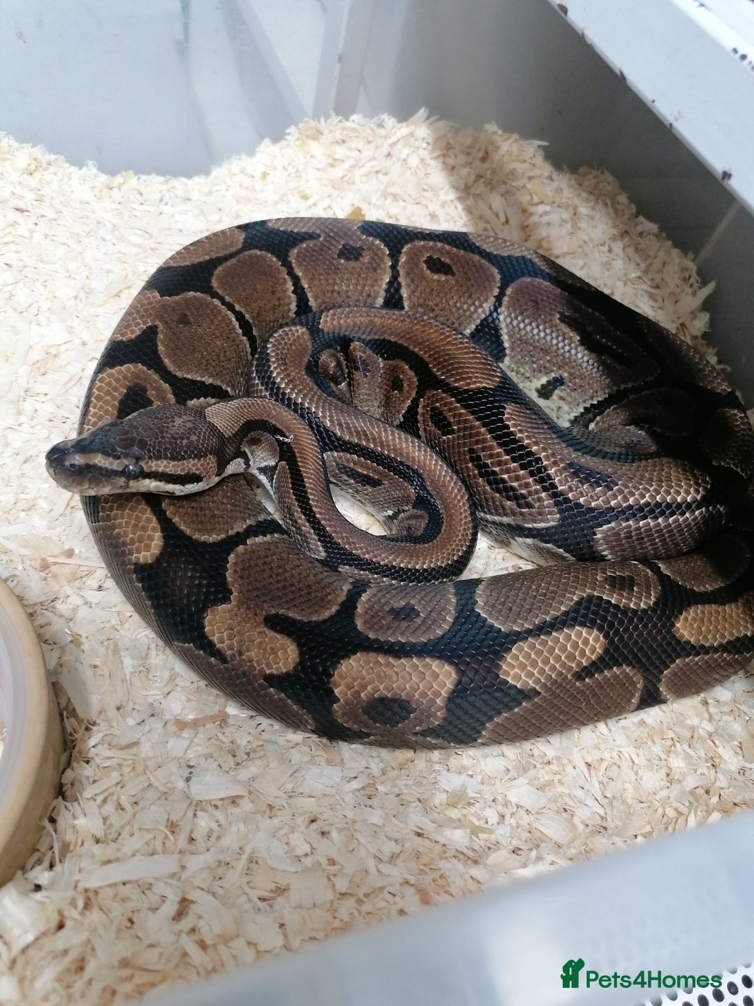 Python Snake reptiles for sale: Ball pythons adult females and hatchlings  - Image 3