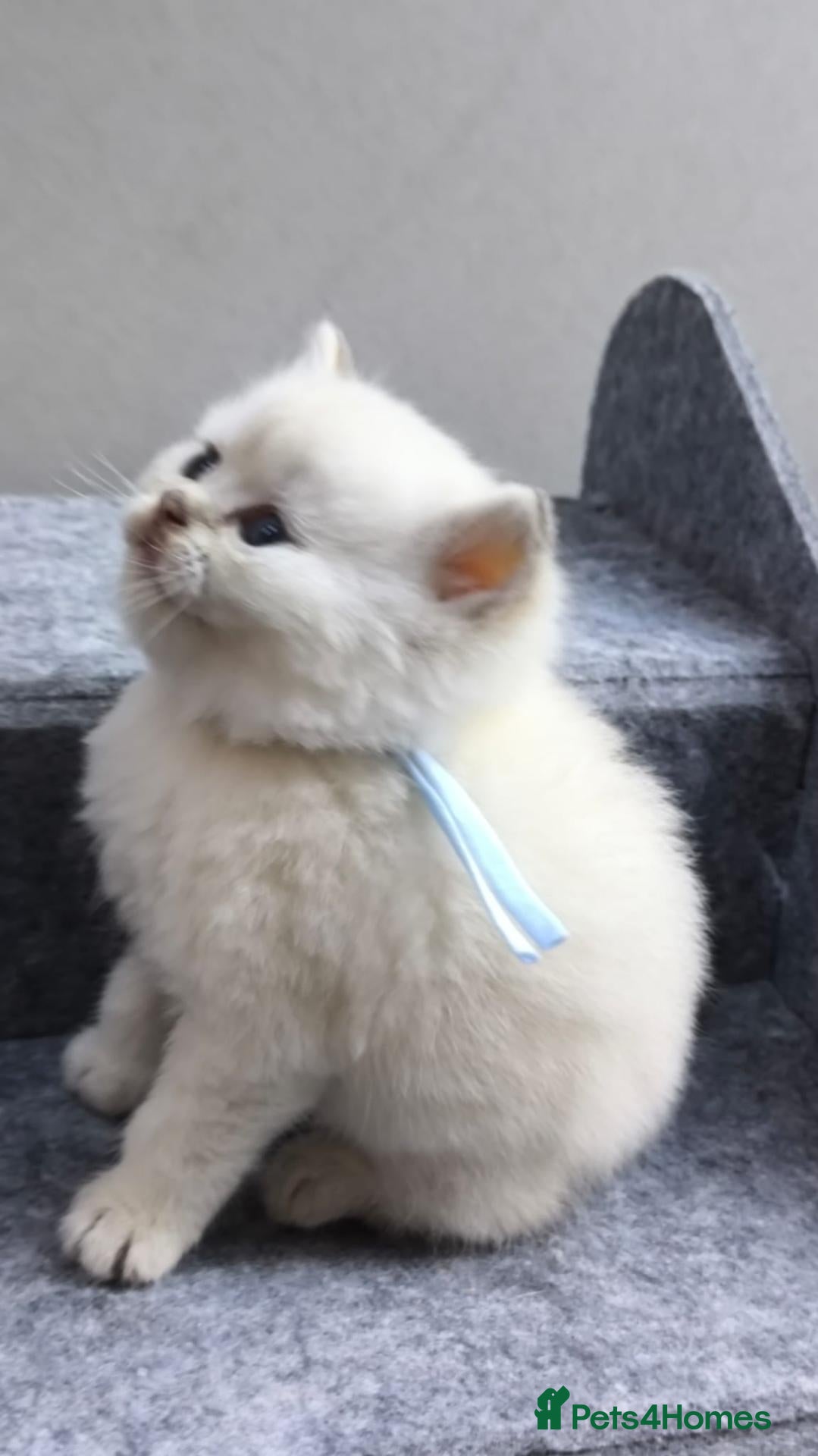 British Shorthair cats PURE-BSH kittens- TIKA registred - Advert 15