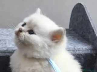 British Shorthair cats PURE-BSH kittens- TIKA registred - Advert 15