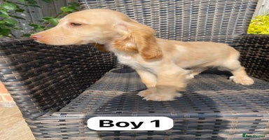 Cocker Spaniel dogs - Advert 3
