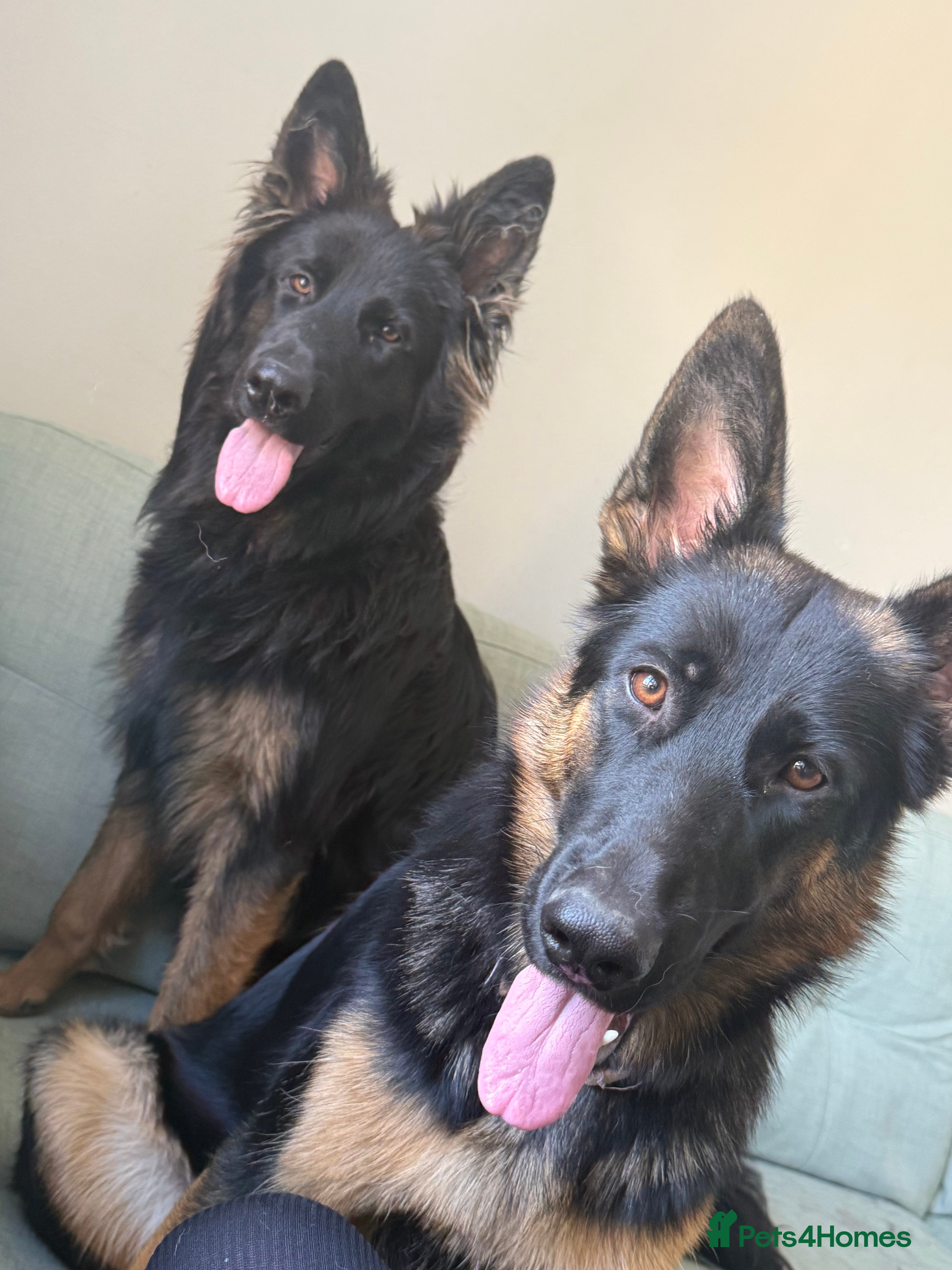 German Shepherd dogs 2 young beautiful German shepherd pups  - Advert 2