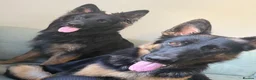 German Shepherd dogs for sale: 2 young beautiful German shepherd pups  - Advert 2