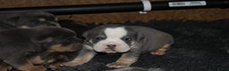 Olde English Bulldogge dogs for sale: Olde English bulldog puppies  - Advert 13