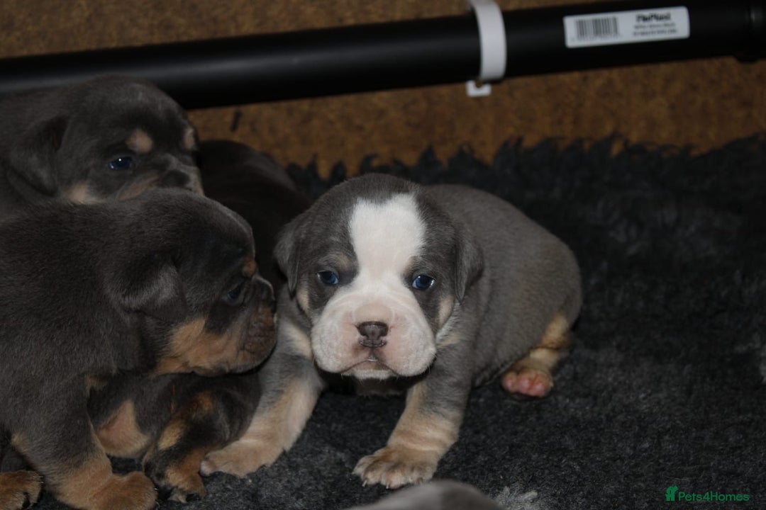 Olde English Bulldogge dogs for sale: Olde English bulldog puppies  - Advert 13