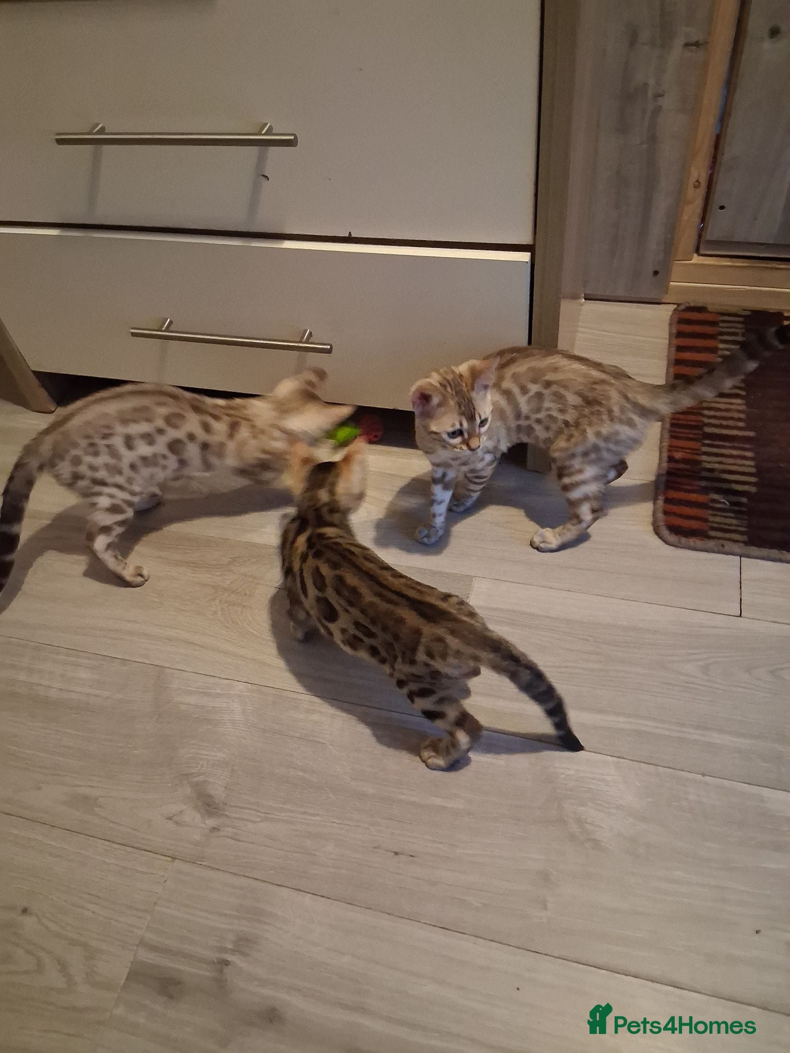 Bengal cats Top quality Bengal Kittens  - Advert 1