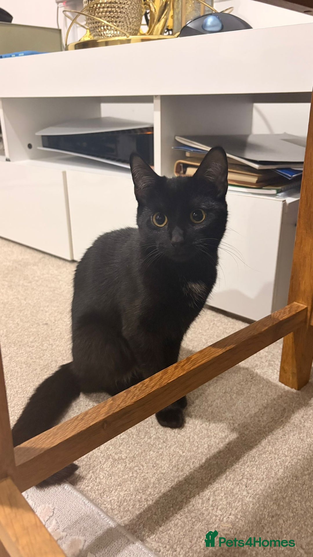 Mixed Breed cats for sale: 1 mum + 2 younger ones  - Advert 1