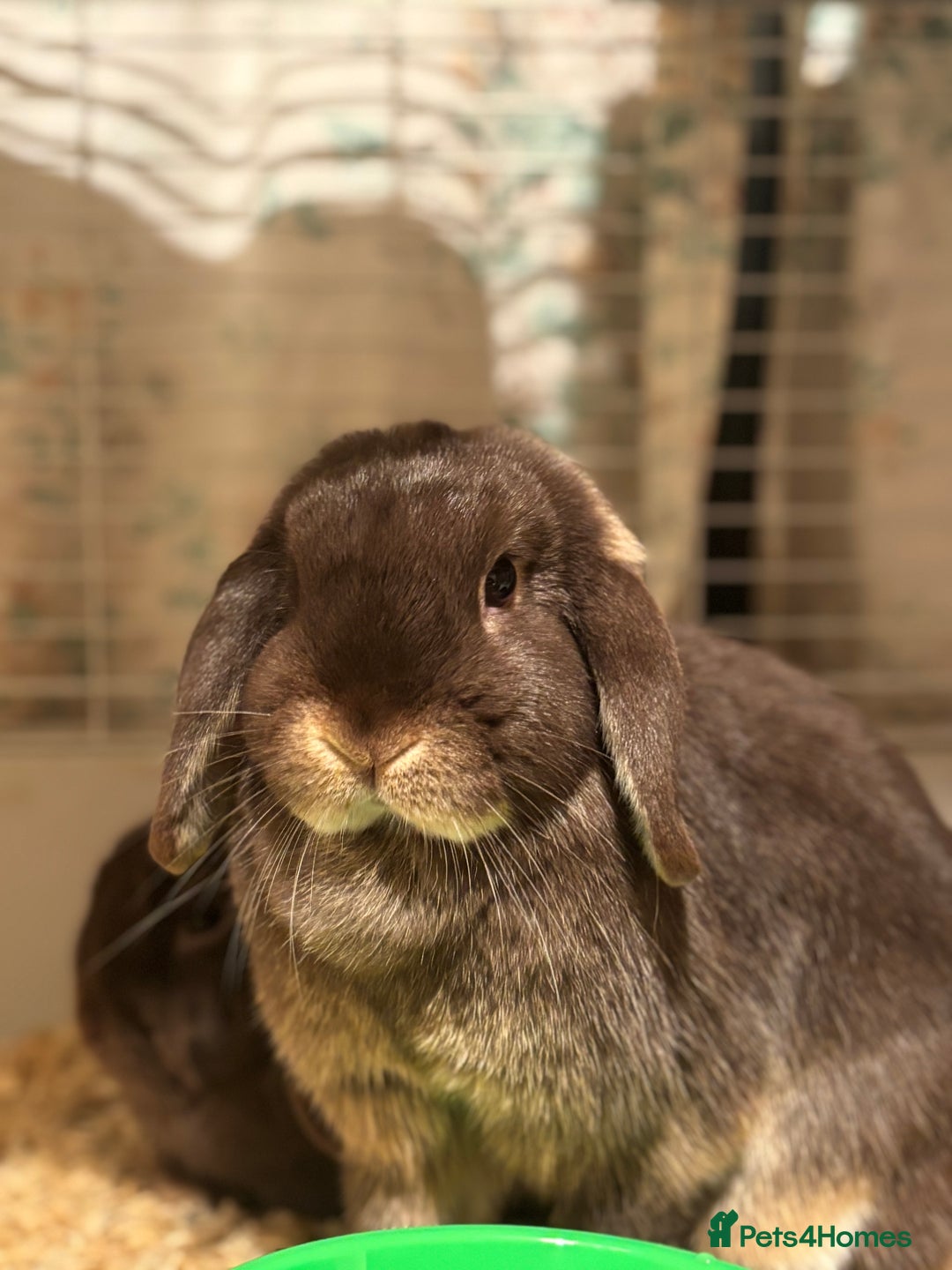 Dutch rabbits for sale: 2 dutch lop rabbits  - Advert 3