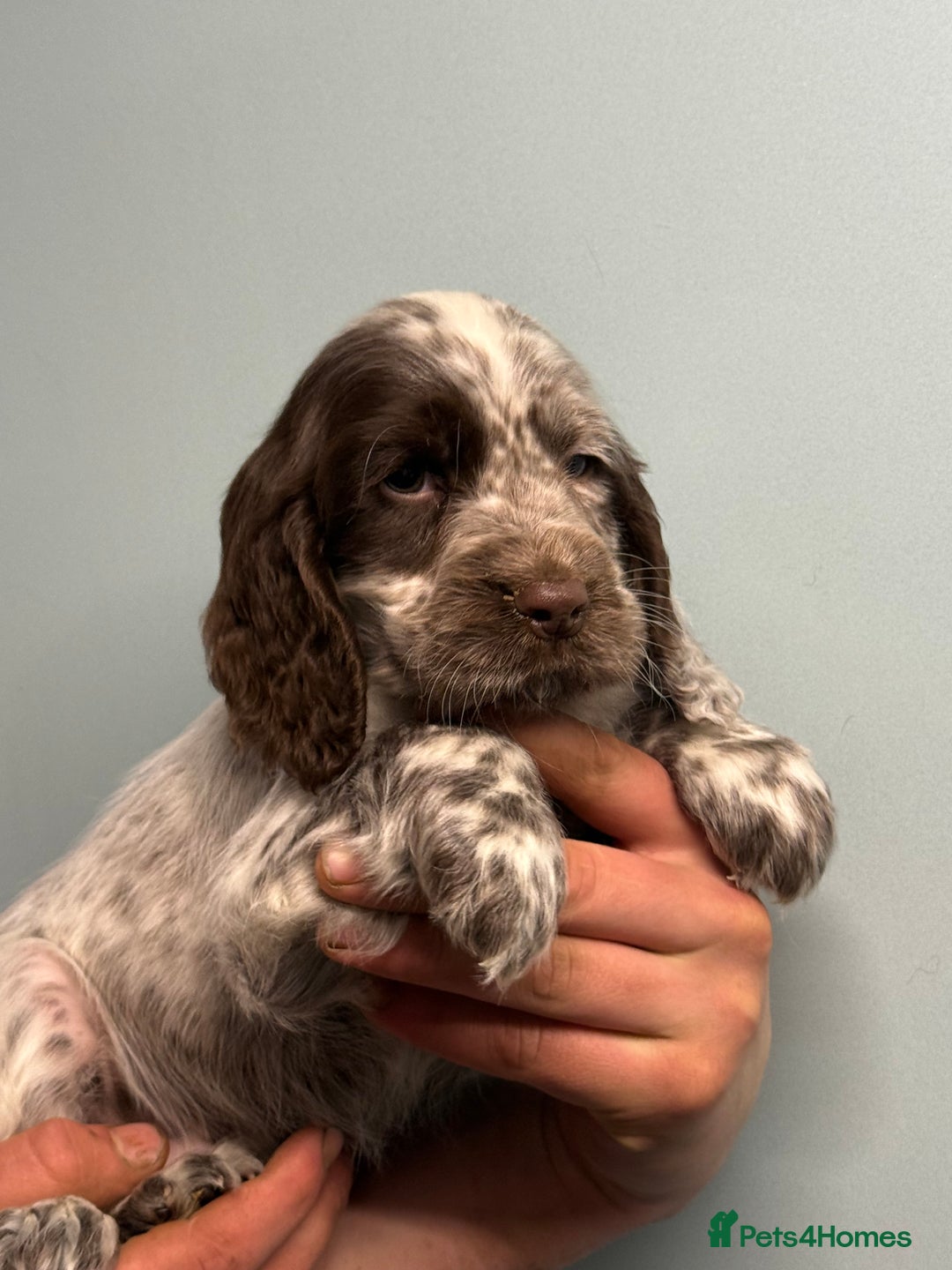 Cocker Spaniel dogs for sale: Ready Now Cocker Spaniel Male - Advert 4