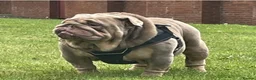 English Bulldog dogs for stud: FOR STUD Stunning male - Advert 4