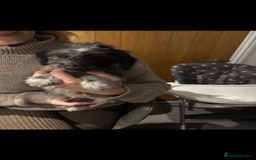 Cockapoo dogs for sale: F1 cockapoos  - Image 3