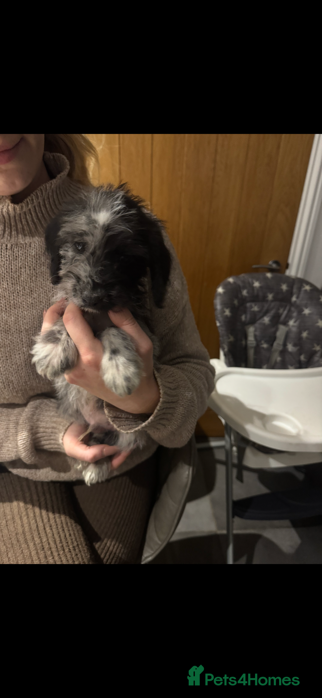 Cockapoo dogs for sale: F1 cockapoos  - Image 3
