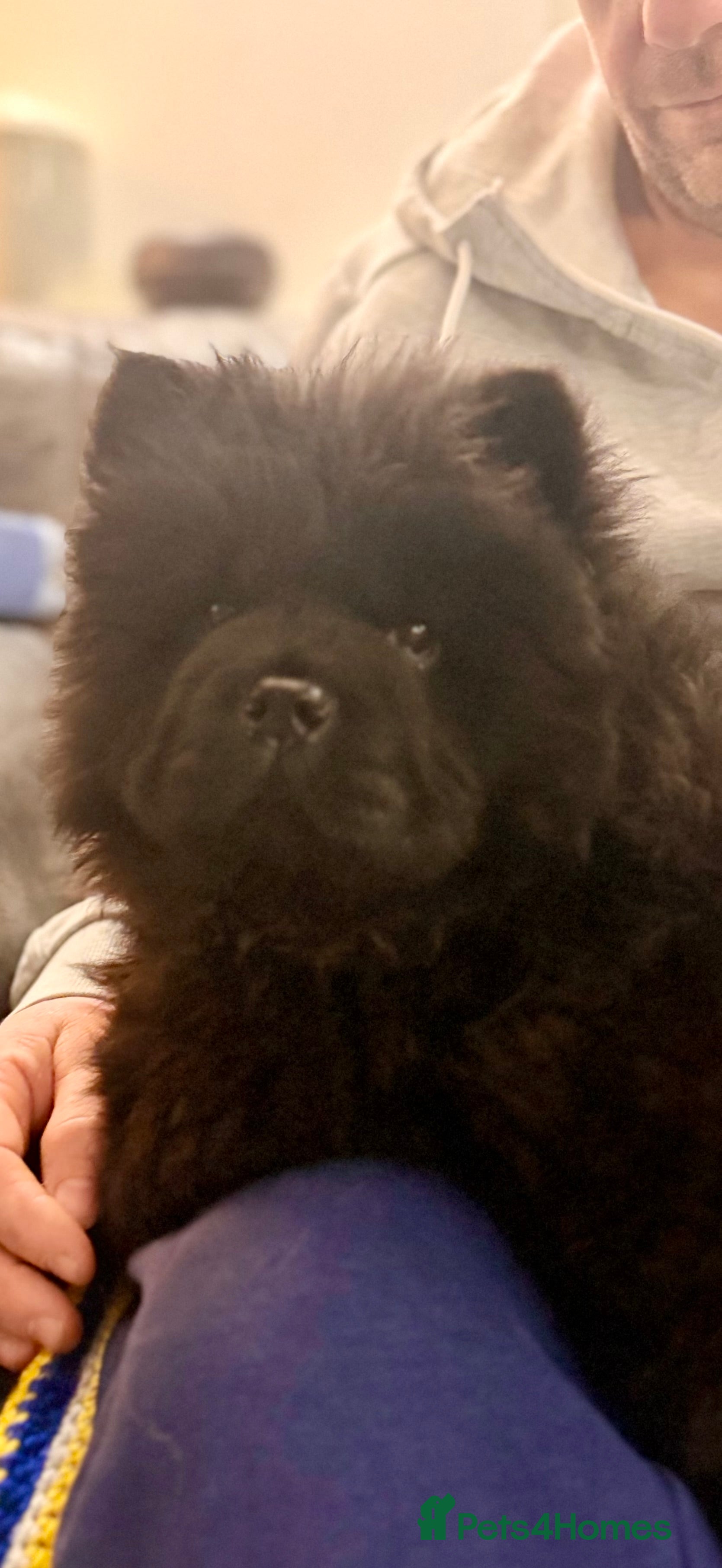 Chow Chow dogs Ready to leave 💙 - Advert 5