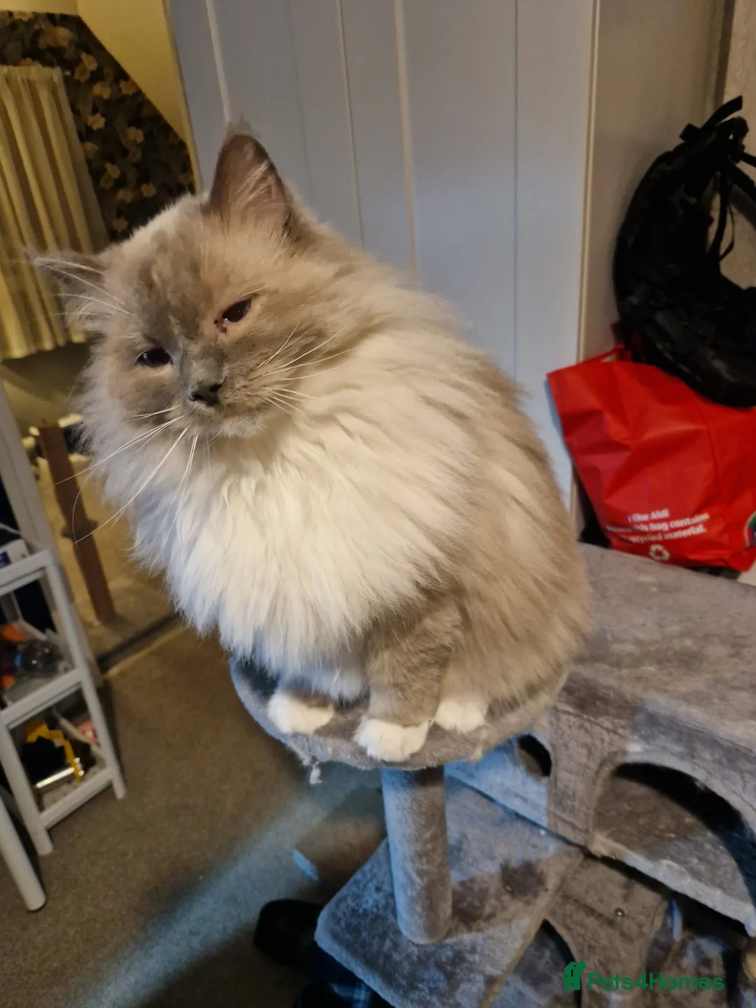 Ragdoll cats for sale: Ragdoll - Advert 1