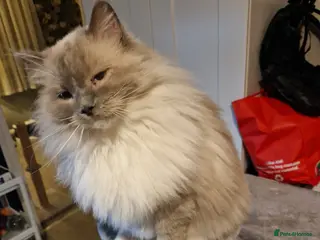 Ragdoll cats Ragdoll - Advert 12