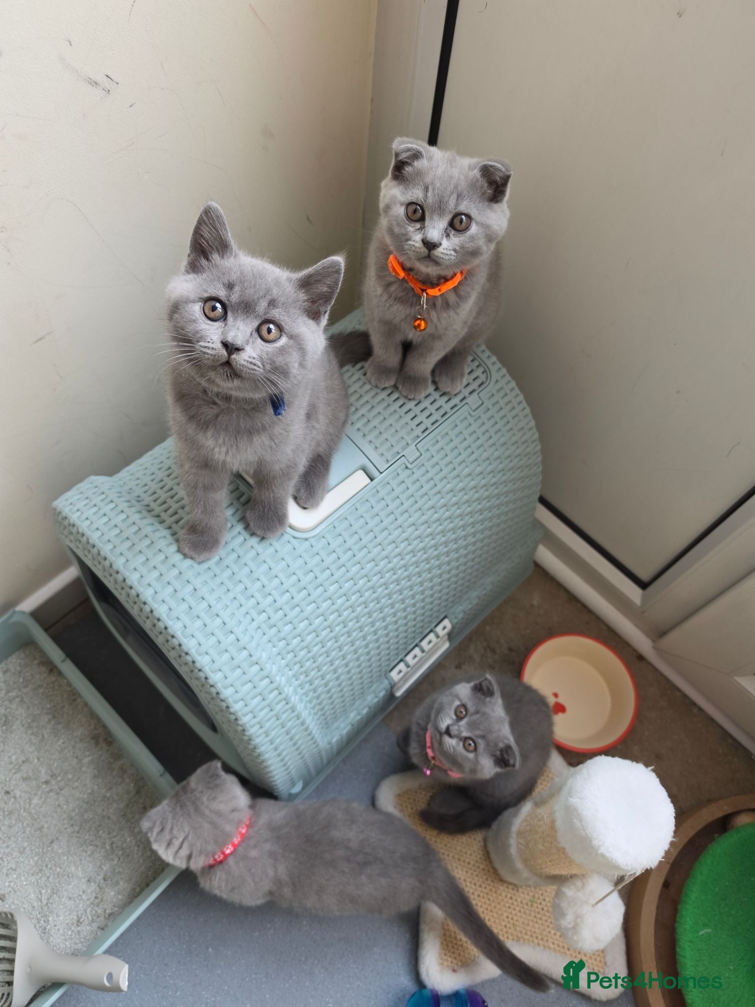 British Shorthair cats 2 straight ear boys and 4 fold girls,fluffy 🐾🐈‍⬛ - Advert 12