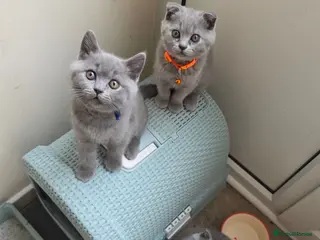 British Shorthair cats 2 straight ear boys and 4 fold girls,fluffy 🐾🐈⬛ - Advert 12