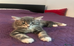 Mixed Breed cats for sale: Gorgeous little Guy - Image 1