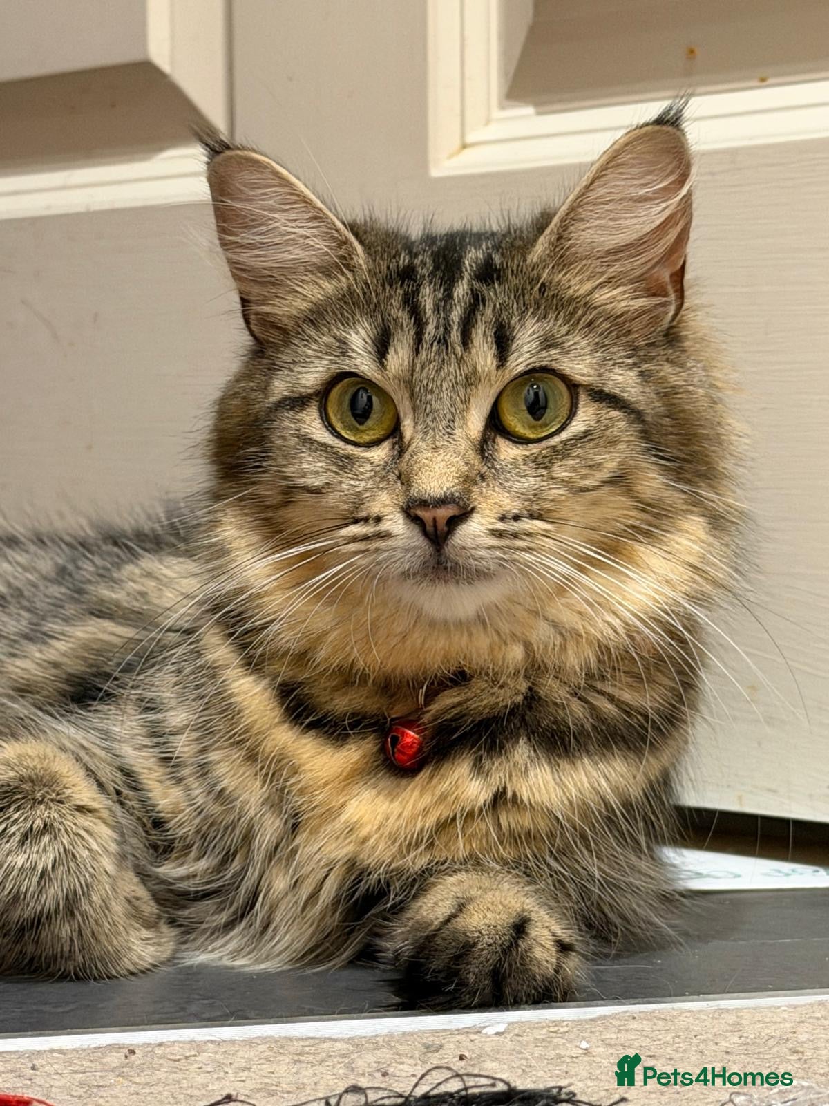 Mixed Breed cats Fluffy kittens for sale - Advert 6