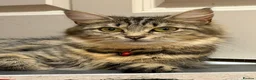 Mixed Breed cats for sale: Fluffy kittens for sale in West Byfleet - Advert 1