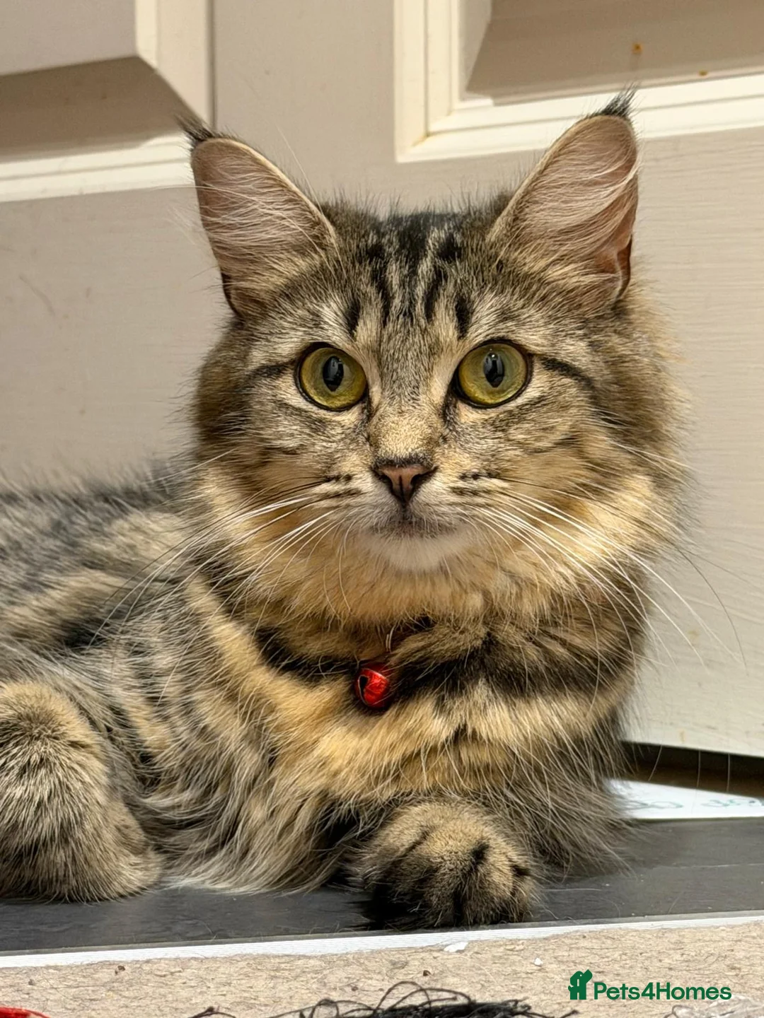 Mixed Breed cats for sale: Fluffy kittens for sale in West Byfleet - Advert 1