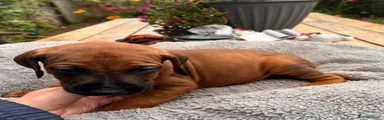 Rhodesian Ridgeback 7