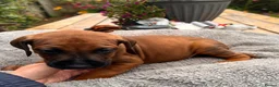 Rhodesian Ridgeback dogs for sale: Rhodesian Ridgeback Puppies - Advert 4