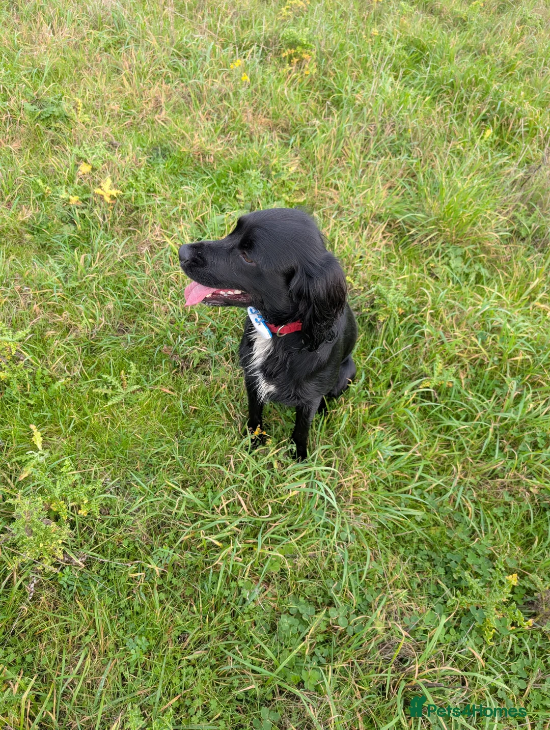 Cocker Spaniel dogs for stud: Cocker Spaniel for Stud in Taunton - Advert 2