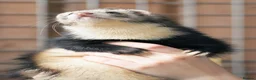 Ferret rodents for sale: Group of angora & standard ferrets - Advert 3